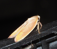 Ptyoptila matutinella