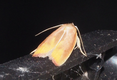 Ptyoptila matutinella