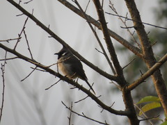 Pycnonotus leucogenys