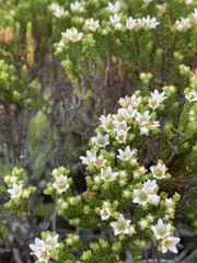 Diosma demissa
