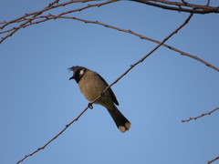 Pycnonotus leucogenys