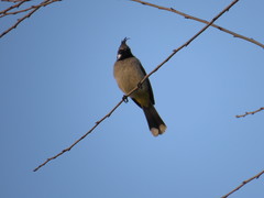 Pycnonotus leucogenys