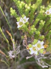 Diosma demissa