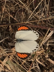 Colotis etrida etrida