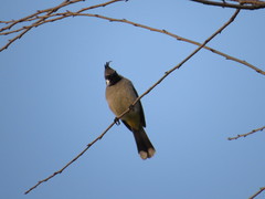 Pycnonotus leucogenys