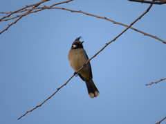 Pycnonotus leucogenys