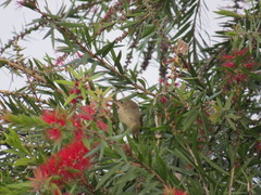 Prinia crinigera