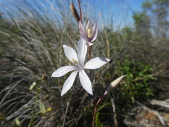 Gladiolus stellatus