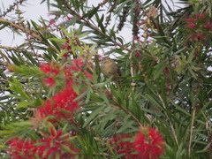 Prinia crinigera