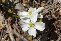 Drosera binata