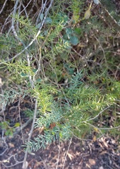 Asparagus racemosus