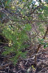 Asparagus racemosus