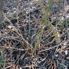 Asparagus racemosus