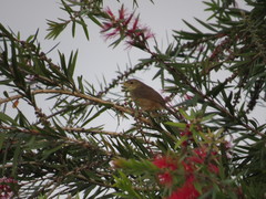 Prinia crinigera