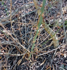 Asparagus racemosus