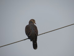 Streptopelia orientalis
