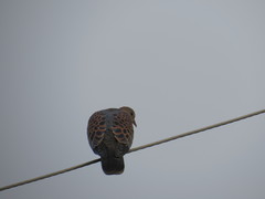 Streptopelia orientalis