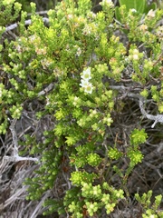 Diosma demissa