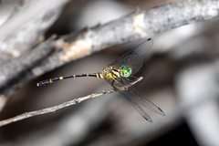 Nannophlebia eludens