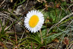 Brachyscome decipiens