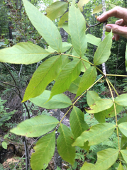 Fraxinus nigra