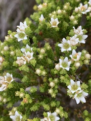 Diosma demissa