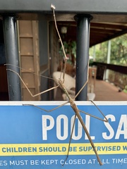 Acrophylla wuelfingi