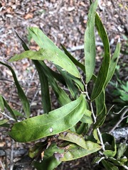 Acacia fasciculifera