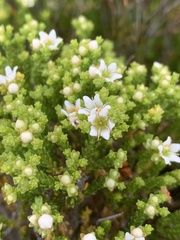 Diosma demissa