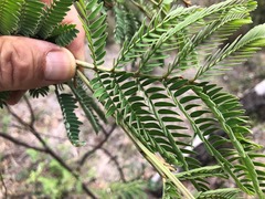 Acacia glaucocarpa