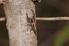 Sandalodes bipenicillatus