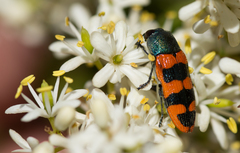 Castiarina crenata