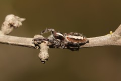 Sandalodes bipenicillatus