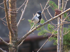 Parus cinereus