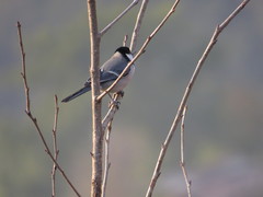Parus cinereus