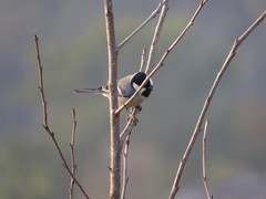 Parus cinereus
