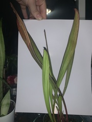 Sarraceniaceae