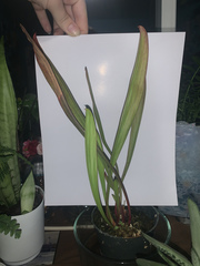 Sarraceniaceae