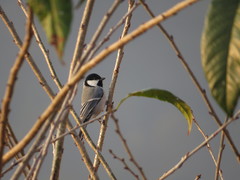 Parus cinereus