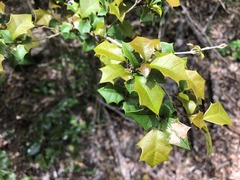 Alchornea ilicifolia