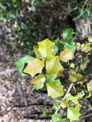 Alchornea ilicifolia