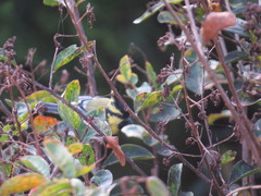 Machlolophus xanthogenys