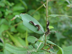 Limenitis arthemis astyanax
