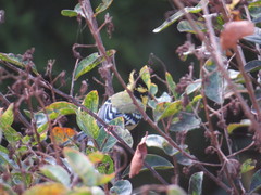 Machlolophus xanthogenys