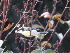 Machlolophus xanthogenys