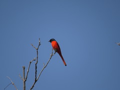 Pericrocotus ethologus