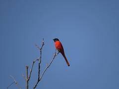 Pericrocotus ethologus