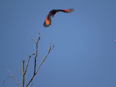 Pericrocotus ethologus