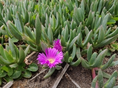 Carpobrotus virescens
