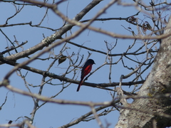 Pericrocotus ethologus